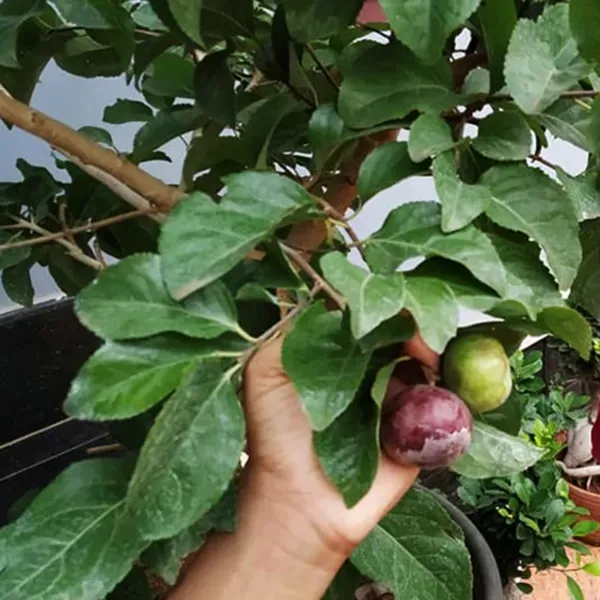 Tennis_Ball_Cherry_Organic_Plant