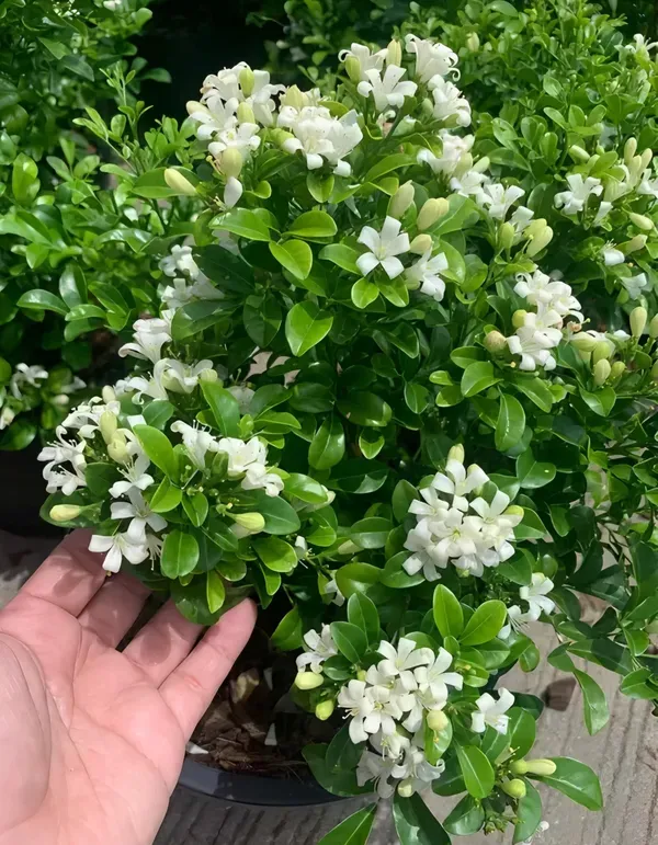 Kamini_Dwarf_Flower_Plant_Organic