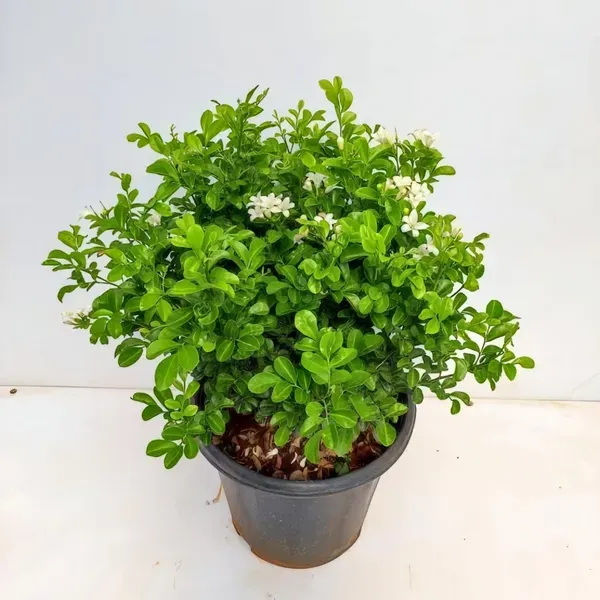 Kamini_Dwarf_Flower_Plant_Organic
