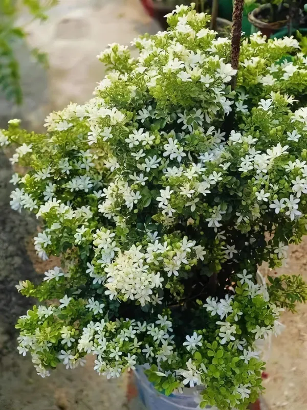 Kamini_Dwarf_Flower_Plant_Organic