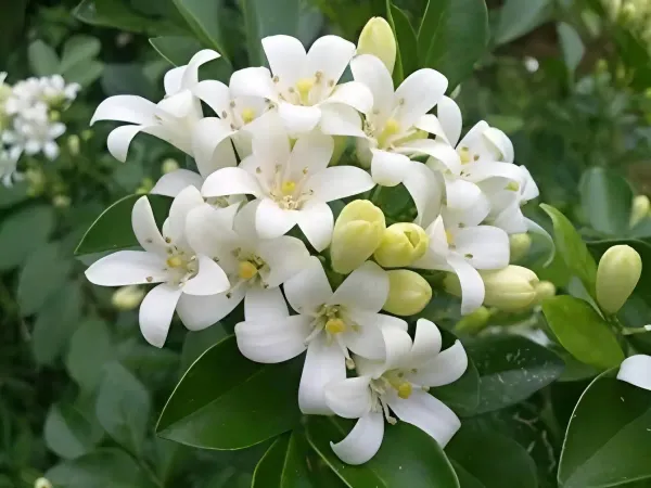 Kamini_Dwarf_Flower_Plant_Organic