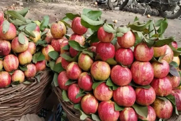 Apple_Croos_Guava_Plant_Organic