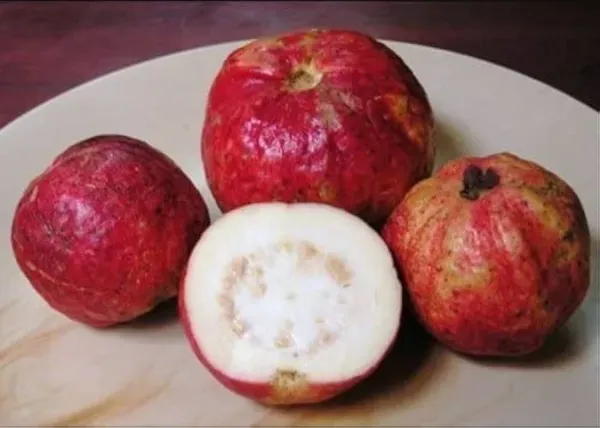 Apple_Croos_Guava_Plant_Organic
