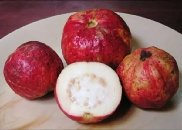 Apple_Croos_Guava_Plant_Organic