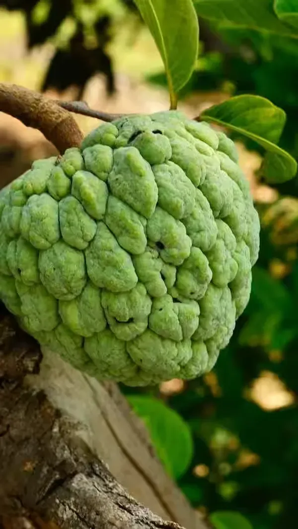 Custard_Apple_Organic_Plant_For_Home