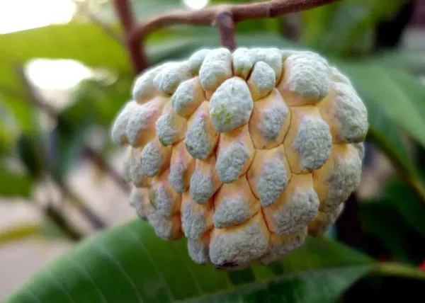 Custard_Apple_Organic_Plant_For_Home