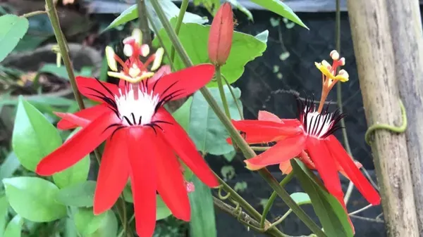 Passion_Flower_Red_Organic_Plant