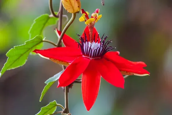 Passion_Flower_Red_Organic_Plant