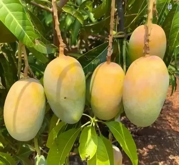 Vastara_Mango___Organic_Plant_For_Home