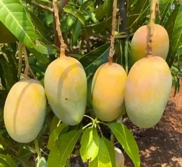 Vastara_Mango___Organic_Plant_For_Home