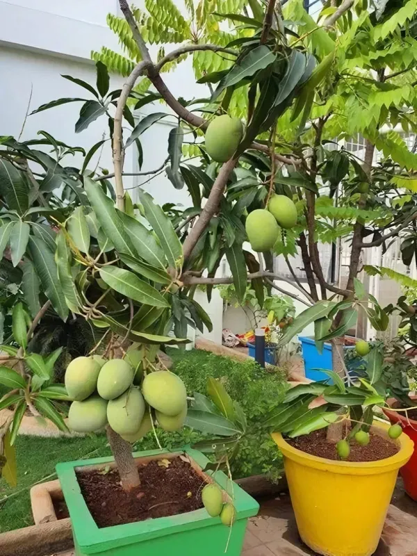 Vastara_Mango___Organic_Plant_For_Home