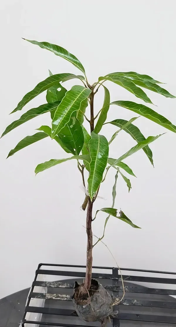 Vastara_Mango___Organic_Plant_For_Home