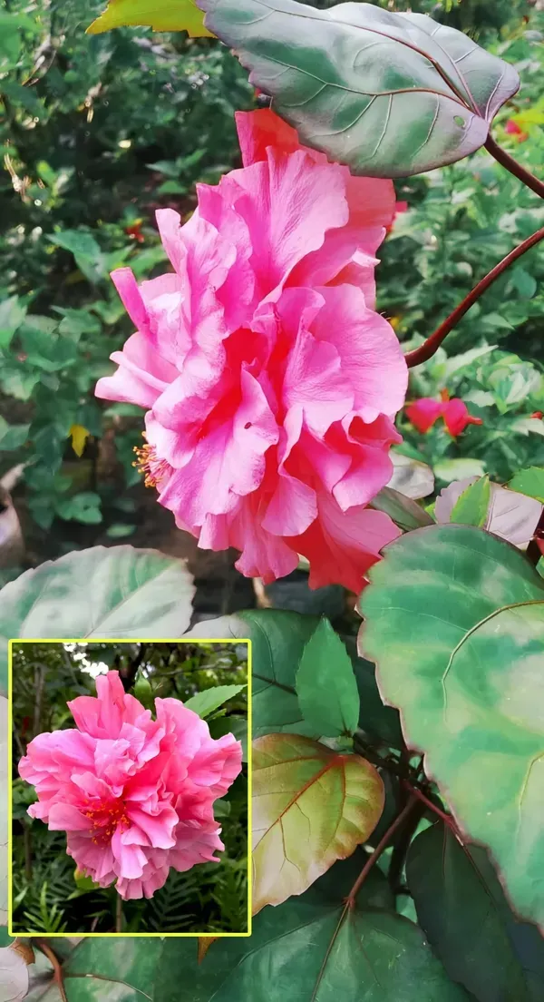 Pink_Daffodil_Hibiscus_Organic_Plant