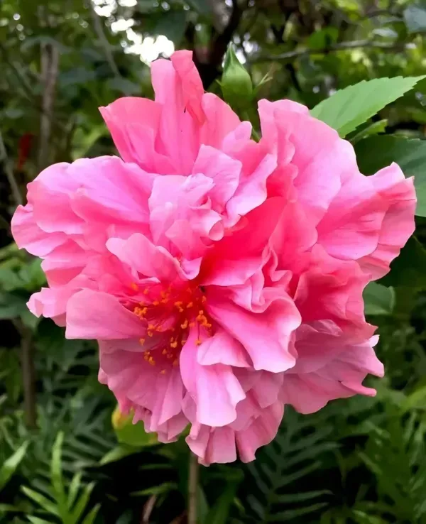 Pink_Daffodil_Hibiscus_Organic_Plant