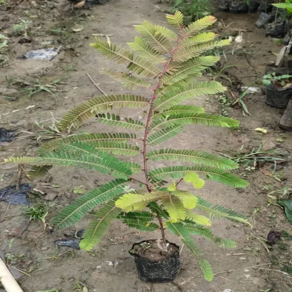 Ornamental_Amla___Organic_Plant_For_Home