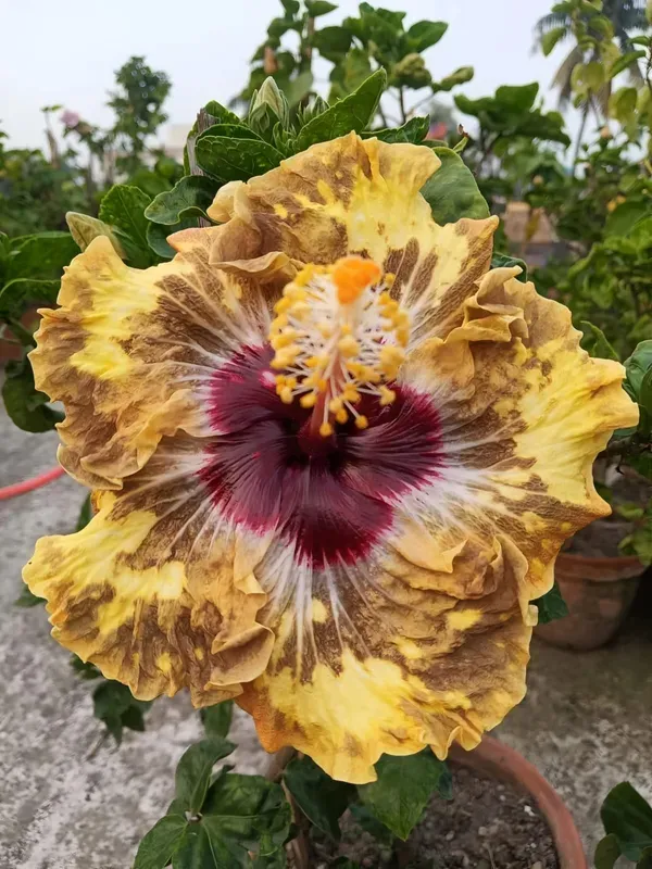Australian_Hibiscus_Printed_Organic_Plant