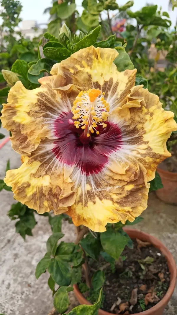 Australian_Hibiscus_Printed_Organic_Plant