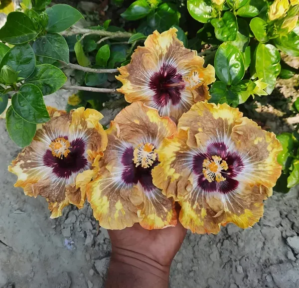 Australian_Hibiscus_Printed_Organic_Plant