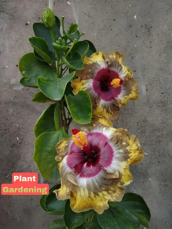 Australian_Hibiscus_Printed_Organic_Plant