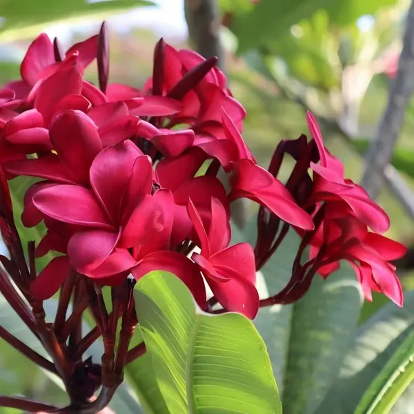 Maroon_Plumeria_Organic_Plant_For_Home