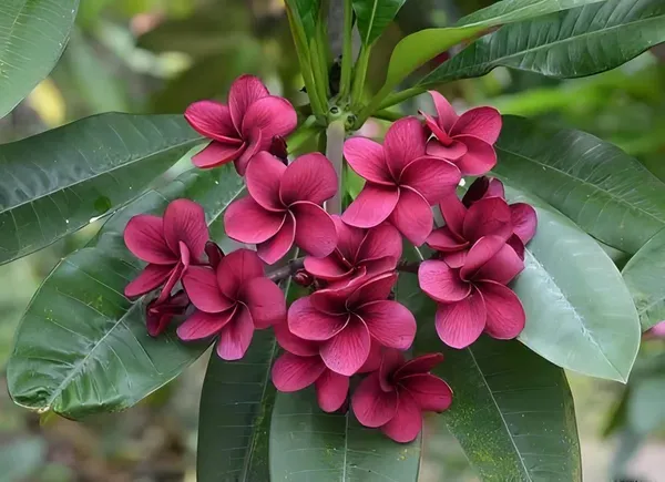 Maroon_Plumeria_Organic_Plant_For_Home