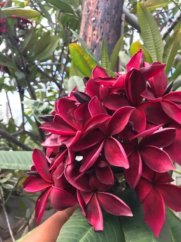 Maroon_Plumeria_Organic_Plant_For_Home