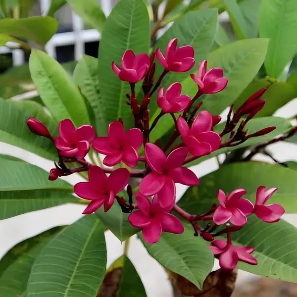Maroon_Plumeria_Organic_Plant_For_Home