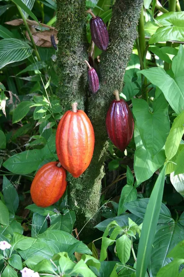 Coco___Organic_Plant_For_Home_Gardening