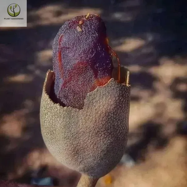 Sweet_Tamarind_Plant_Plant_Organic