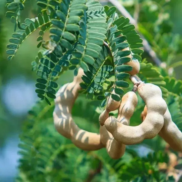 Sweet_Tamarind_Plant_Plant_Organic