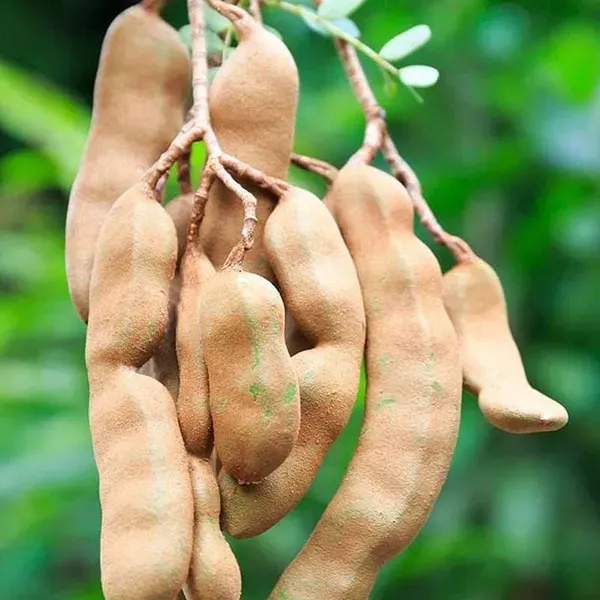 Sweet_Tamarind_Plant_Plant_Organic