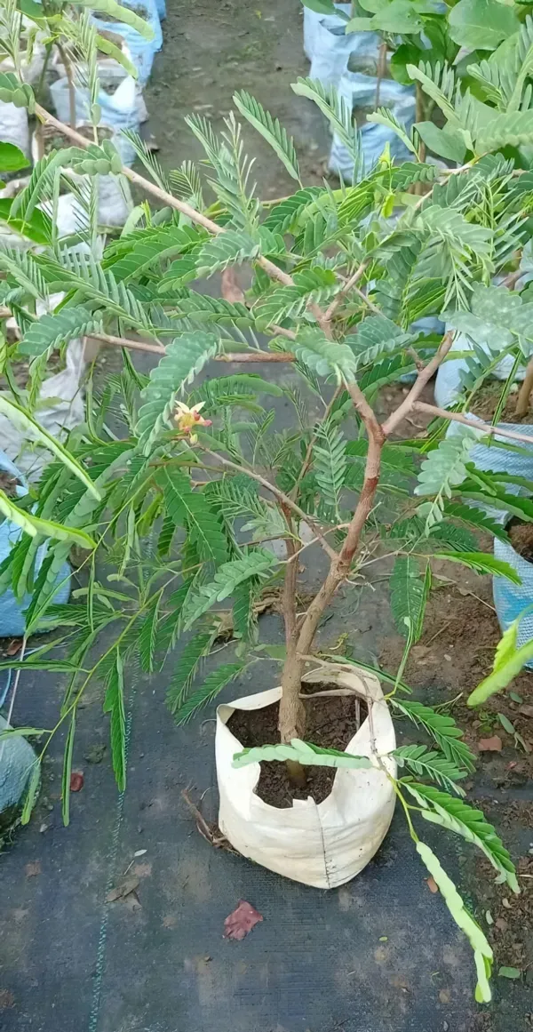 Sweet_Tamarind_Plant_Plant_Organic