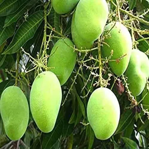 Chausa_Mango___Organic_Plant_For_Home