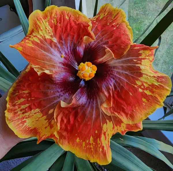 American_Hibiscus_Printed_Organic_Plant