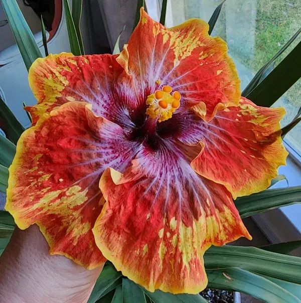 American_Hibiscus_Printed_Organic_Plant
