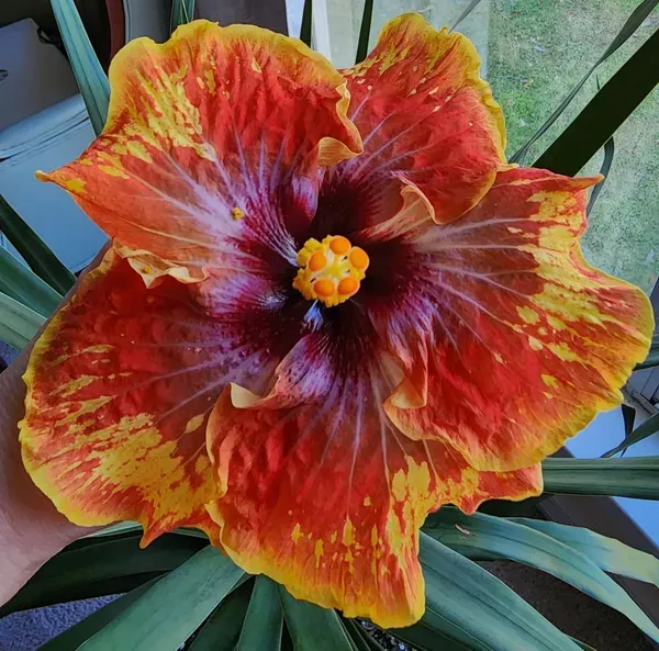 American_Hibiscus_Printed_Organic_Plant
