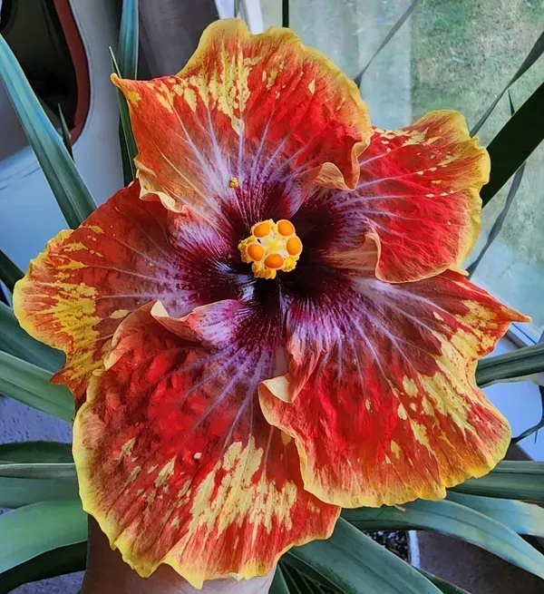 American_Hibiscus_Printed_Organic_Plant