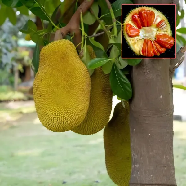Sidhhu_Jackfruit___Organic_Plant_For_Home