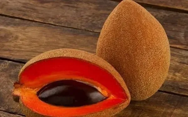 Maxican_Chiku___Organic_Plant_For_Home