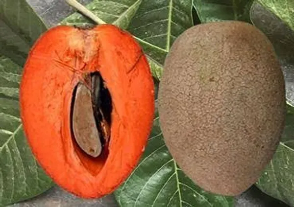 Maxican_Chiku___Organic_Plant_For_Home