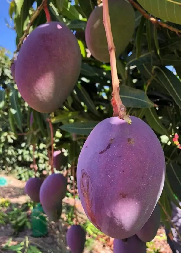Australian_Osteen_Mango_Organic_Plant