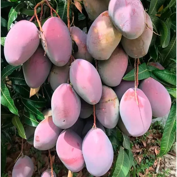 Australian_Osteen_Mango_Organic_Plant
