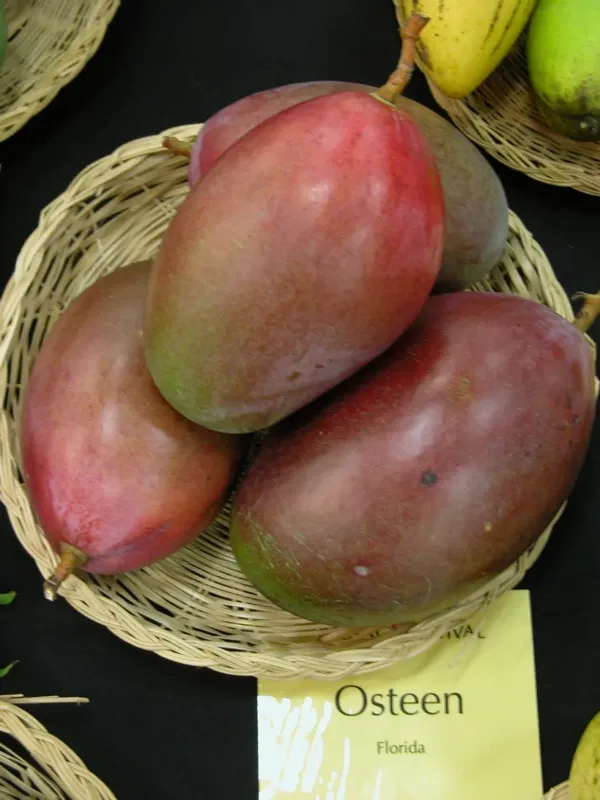 Australian_Osteen_Mango_Organic_Plant