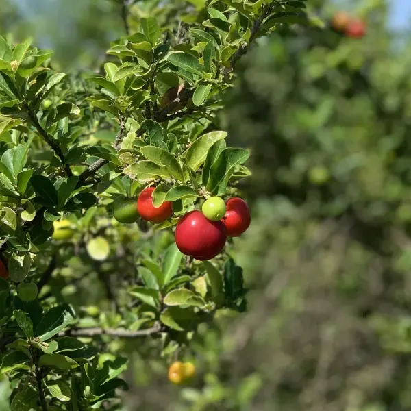 East_Indian_Cherry_Organic_Plant