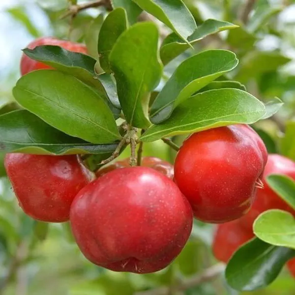 East_Indian_Cherry_Organic_Plant