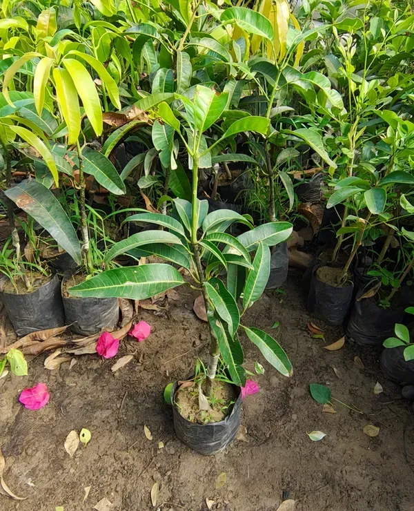 Kesar_Mango_Organic_Plant_Ornamental