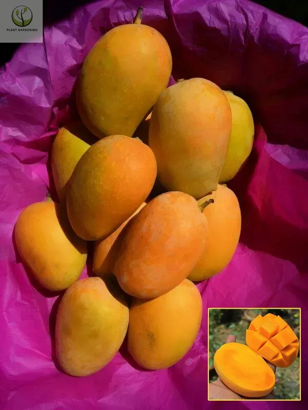 Kesar_Mango_Organic_Plant_Ornamental