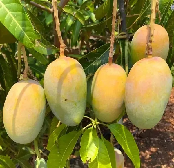 Kesar_Mango_Organic_Plant_Ornamental