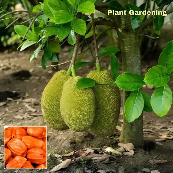 Pink_Jackfruit___Organic_Plant_For_Home
