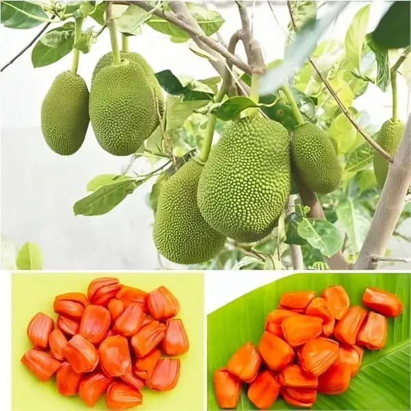 Pink_Jackfruit___Organic_Plant_For_Home